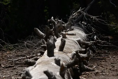 DSC_3190 (Large).JPG